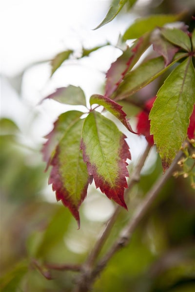 Parthenocissus quinquefolia, Wilder Wein, 40–60 cm