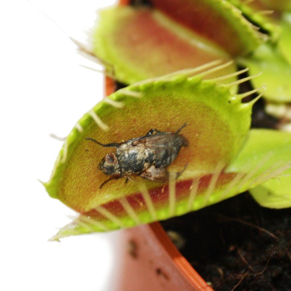 Venusfliegenfalle - Dionaea muscipula -12cm Topf