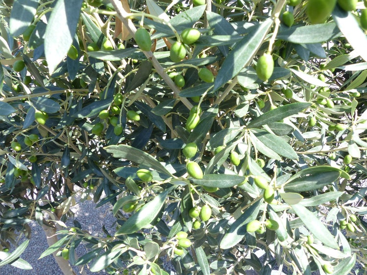 Olivenbaum Stamm Olive 130 - 160 cm hoch, mit Früchten, beste Qualität, Olea Europaea