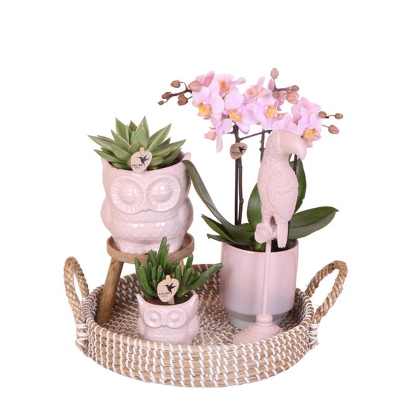 Komplettes Pflanzenset Romantik Grünpflanzen mit rosa Phalaenopsis-Orchidee inkl. Keramik-Ziertöpfe und Zubehör