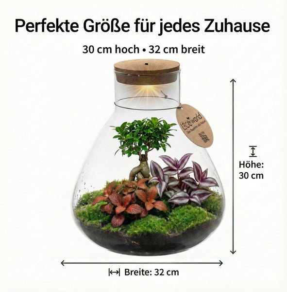Ecoworld Flaschengarten mit Beleuchtung im Korkdeckel, enthält verschiedene Pflanzen, Höhe 30 Zentimeter, Breite 32 Zentimeter.