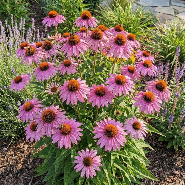 Rosa Sonnenhut Echinacea in voller Blüte in einem Gartenbeet mit Lavendel und Mulch.