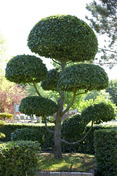 Eine geschnittene Fagus sylvatica als Formgehölz mit mehreren kugeligen Baumkronen in einem Garten.