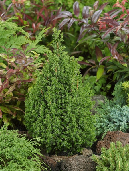 Chamaecyparis thyoides 'Top Point', Scheinzypresse, 20–30 cm