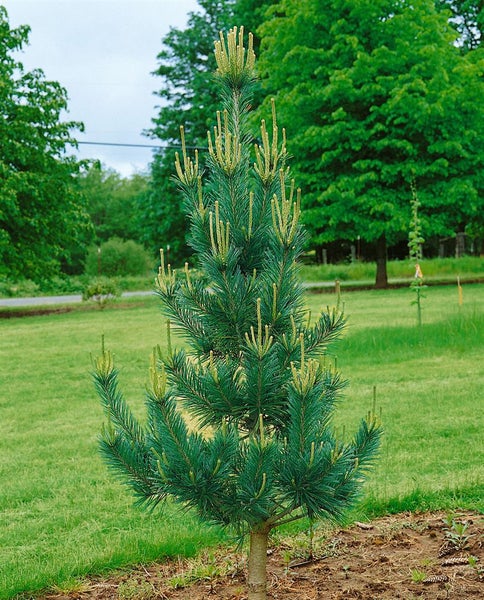 Pinus flexilis 'Vanderwolf's Pyramid', Limber-Kiefer, 100–125 cm