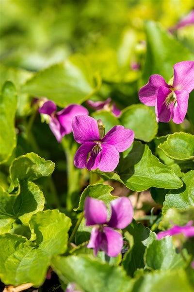 Viola sororia 'Rubra', Veilchen, rubinrot, ca. 9x9 cm Topf