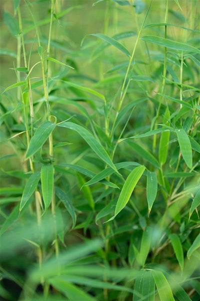 Fargesia rufa, Bambus, immergrün, 80–100 cm