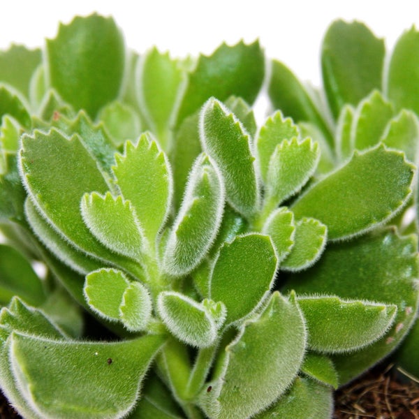 Cotyledon tomentosa Green Footprint Grüne Fußspuren Bärentatzen-Pflanze Sukkulente im 12cm Topf