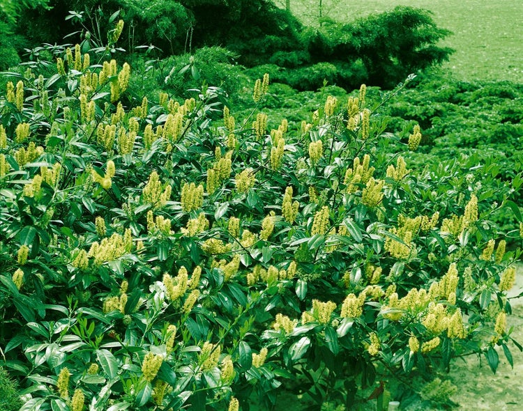 Prunus laurocerasus 'Titan', Kirschlorbeer, immergrün, 40–60 cm