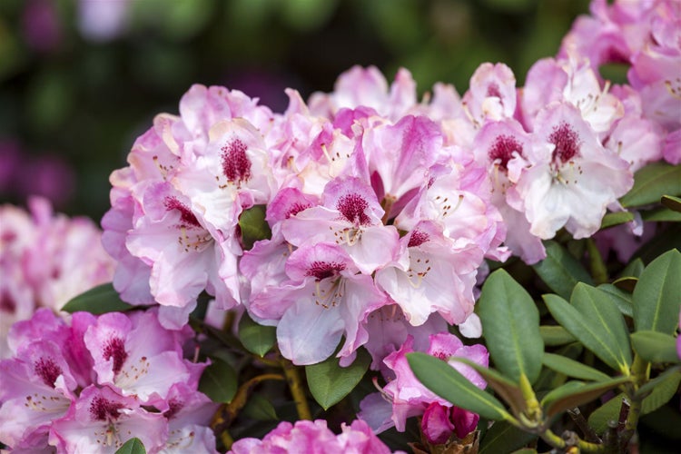 Rhododendron yakushimanum 'Nicoletta', rosa Blüten, 30–40 cm
