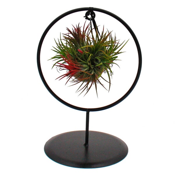 Tillandsien im Schneckenhaus mit dekorativem Ringständer Tillandsia ionantha Luftnelke ca. 20cm hoch