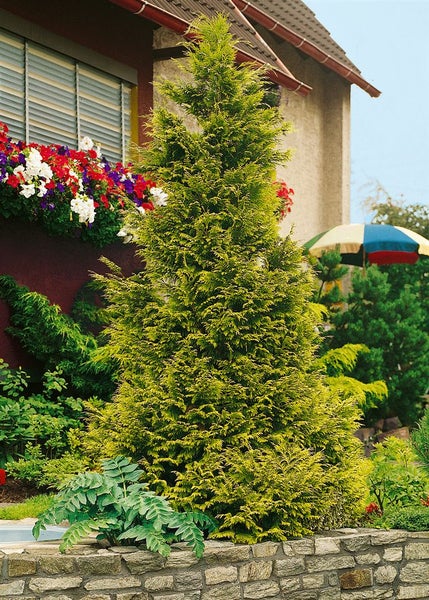 Chamaecyparis lawsoniana 'Stewartii', Gelbe Scheinzypresse, 50–60 cm