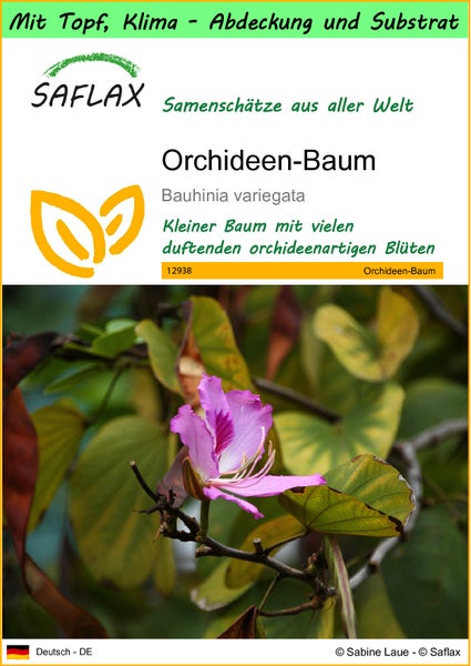 SAFLAX Garden to go - Orchideen-Baum - Bauhinia variegata - 8 Samen - Mit Topf, Klima - Deckel und Anzuchtsubstrat