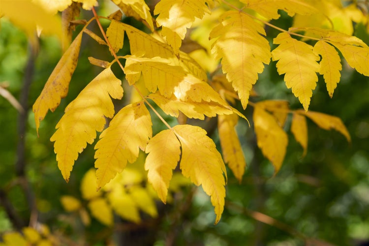 Koelreuteria paniculata, Blasenbaum, 80–100 cm