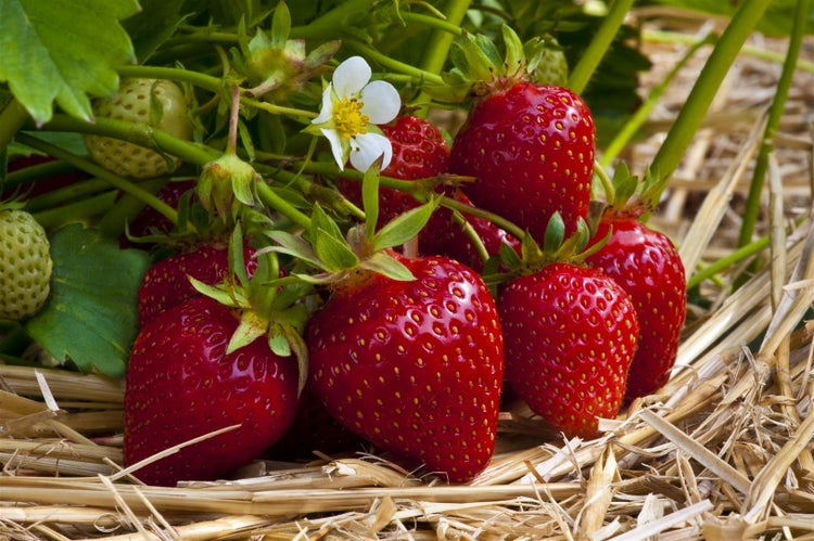 Fragaria vesca 'Ostara', Walderdbeere, rot, ca. 9x9 cm Topf