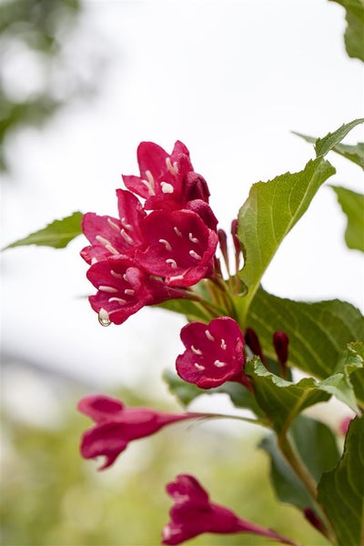 Weigela 'Red Prince', Weigelie, leuchtend rot, 40–60 cm