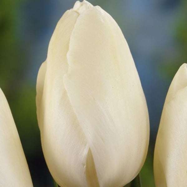 Nahaufnahme einer ungeöffneten Tulpe