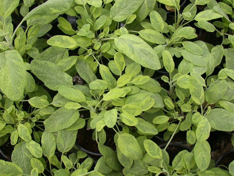 Salvia officinalis 'Icterina', Gold-Salbei, buntlaubig, ca. 9x9 cm Topf