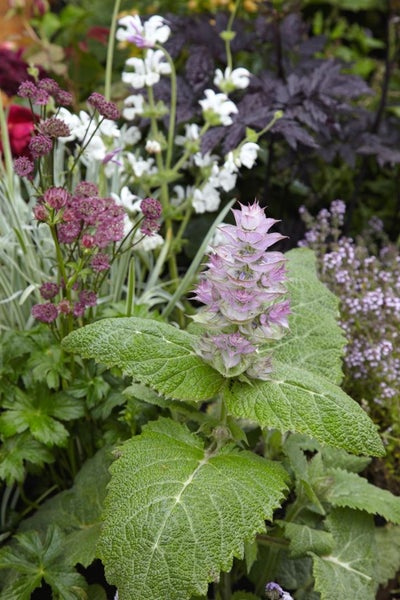 Nahaufnahme verschiedener Gartenpflanzen