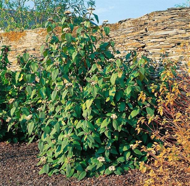 Viburnum rhytidophylloides 'Willowwood', 60–80 cm, immergrün