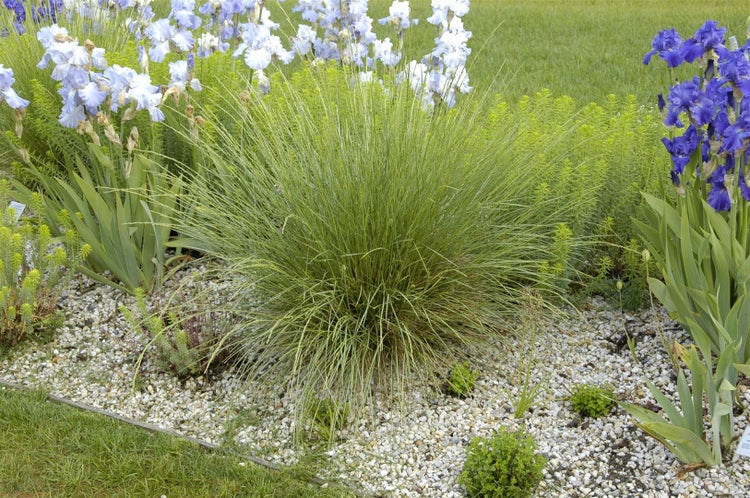 Festuca mairei, Atlas-Schwingel, ca. 9x9 cm Topf