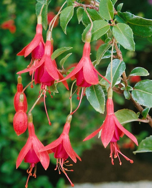 Aufnahme von Fuchsienblüten.