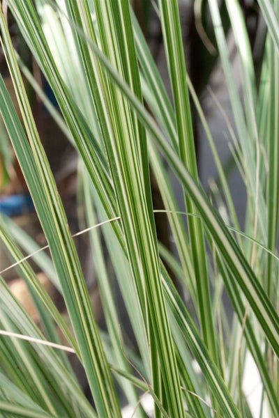 Pennisetum alopecuroides 'Pennstripe', Lampenputzergras, gestreift, 2L Topf