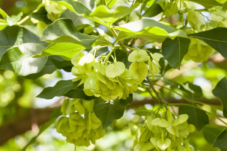 Ptelea trifoliata, Hopfenbaum, 60–80 cm, aromatisch