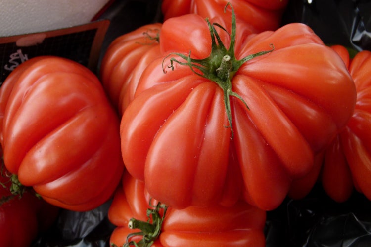 SAFLAX Geschenk Set - Tomate - Costoluto Genovese - Lycopersicon esculentum - 10 Samen - Mit Geschenkbox, Versandaufkleber, Geschenkkarte und Anzuchtsubstrat