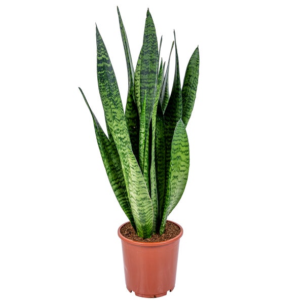 Sansevieria 'Zeylanica' - Frauenzunge - Pflegeleicht - ⌀17 - ↕50 cm