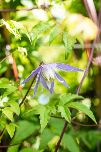 Clematis alpina 'Frances Rivis', Alpen-Waldrebe, blau, 60–100 cm