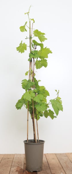 Eine junge Weinrebe im Kunststofftopf mit Rankhilfe aus Bambusstäben.