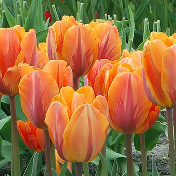 Nahaufnahme von orangefarbenen Tulpen im Garten