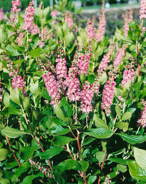 Clethra alnifolia 'Ruby Spice', Scheineller, rosa Blüten, 60–80 cm