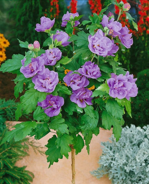 Hibiscus syriacus 'Lavender Chiffon', Roseneibisch, lavendel, 40–60 cm