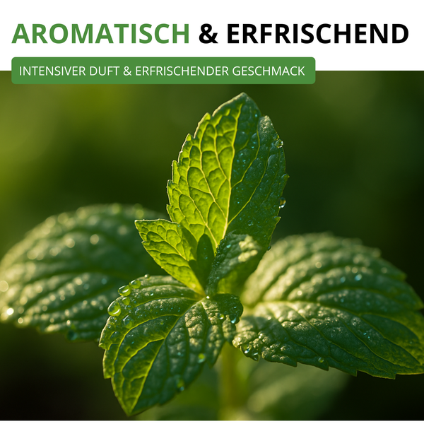 Nahaufnahme von Minzblättern mit Wassertropfen. Text: Aromatisch und erfrischend, intensiver Duft und erfrischender Geschmack.