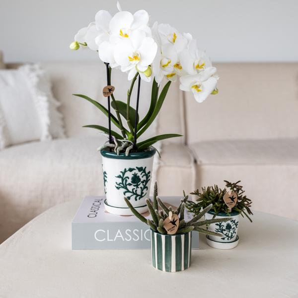 Kolibri Orchids Set aus weißer Orchidee Amabilis im Malaga-Topf und Sukkulente im Painted Stripe-Topf grün Topfgröße 9cm & 6cm