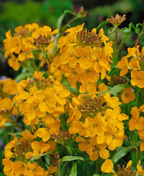 Erysimum x allionii, Goldlack, orange, ca. 9x9 cm Topf
