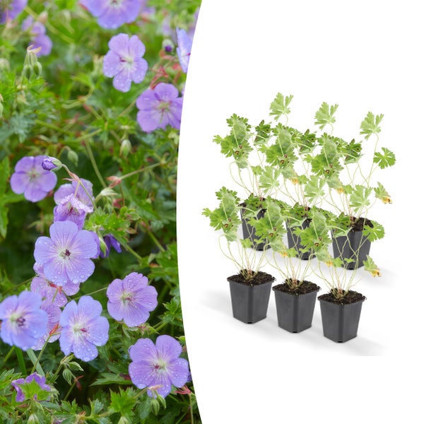 Bodendecker - Storchschnabel - Geranium 'Rozanne' - 9cm Topf - Set mit 6 Pflanzen