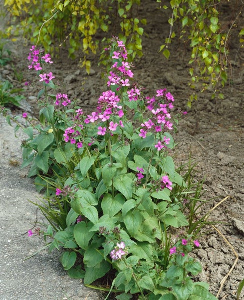 Hesperis matronalis, Nachtviole, violett, ca. 9x9 cm Topf