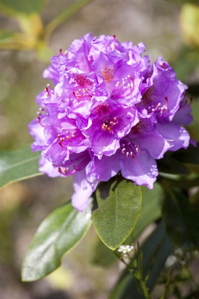 Nahaufnahme einer lila Rhododendronblüte