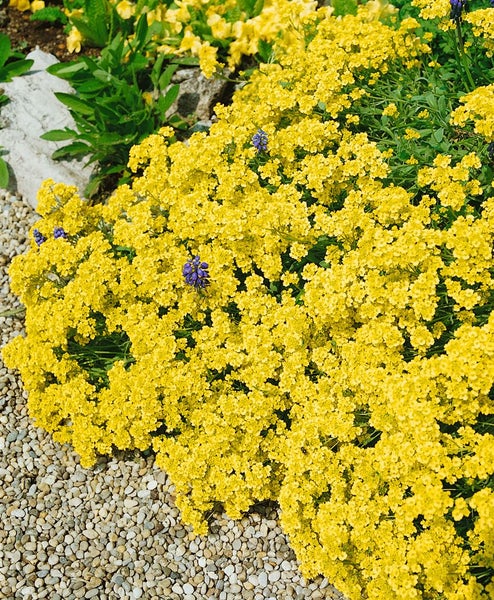 Alyssum saxatile 'Sulphureum', Steinkraut, gelb, ca. 9x9 cm Topf