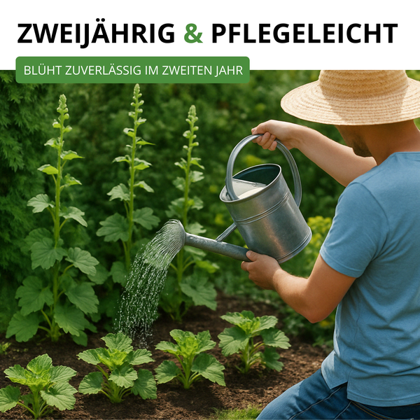 Person gießt zweijährige, pflegeleichte Pflanzen im Garten. Text: Zweijährig und pflegeleicht, blüht zuverlässig im zweiten Jahr.