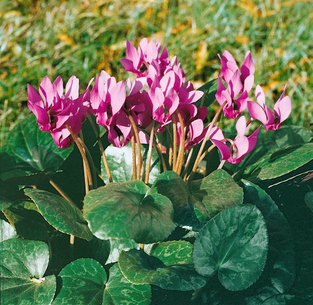 Cyclamen purpurascens, Alpenveilchen, purpurrosa, ca. 9x9 cm Topf