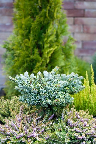 Abies koreana 'Kohouts Icebreaker' ®, Tanne, 40–50 cm
