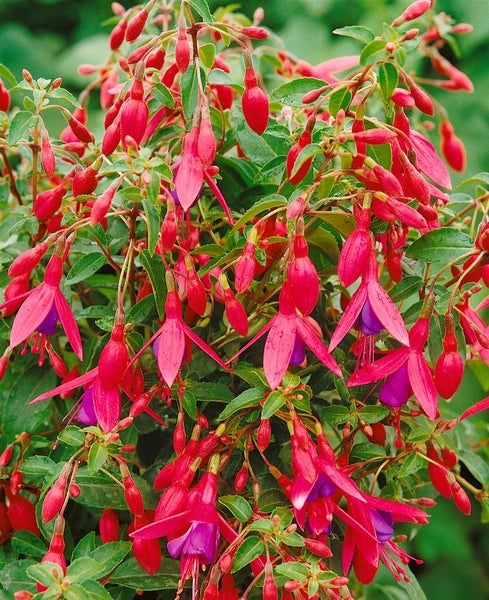 Fuchsienpflanze mit hängenden Blüten
