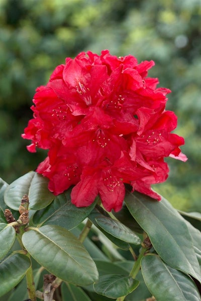 Rhododendron Hybr. 'Lagerfeuer', leuchtend rot, 30–40 cm