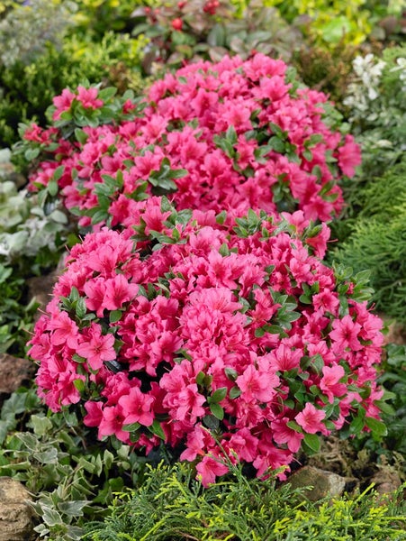 Rhododendron obtusum 'Michiko', Azalee, rosa Blüten, 15–20 cm