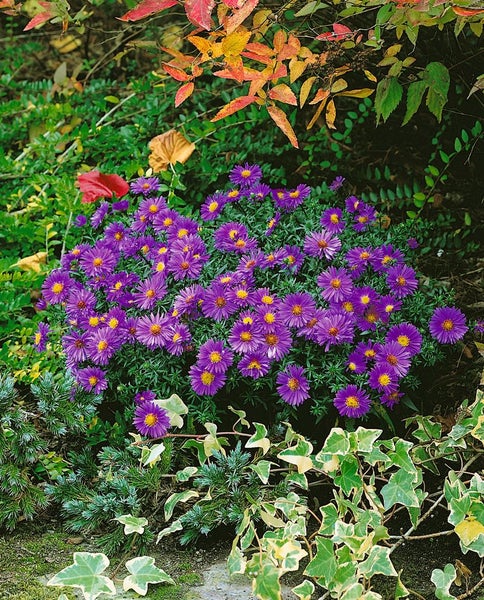 Aster amellus 'Blue King', Berg-Aster, blau, ca. 9x9 cm Topf