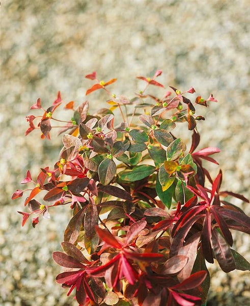 Euphorbia hypericifolia Pflanze mit roten und grünen Blättern
